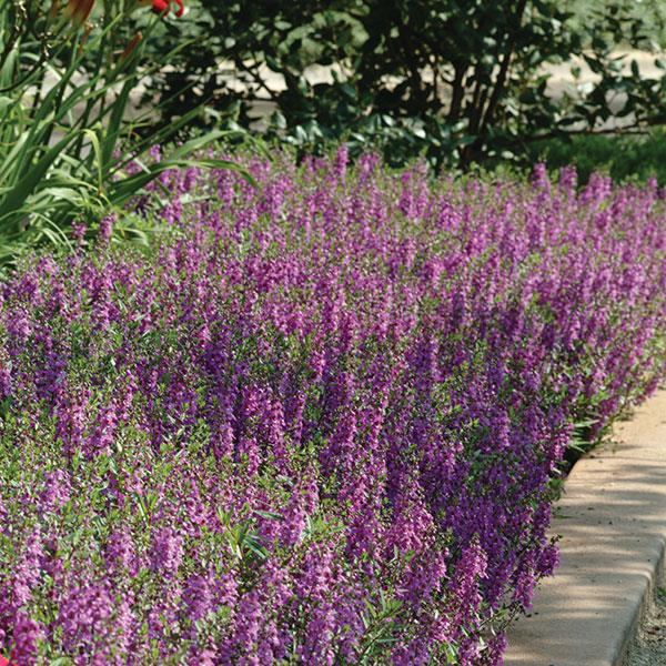 Serena® Purple Angelonia - Commercial Landscape 3