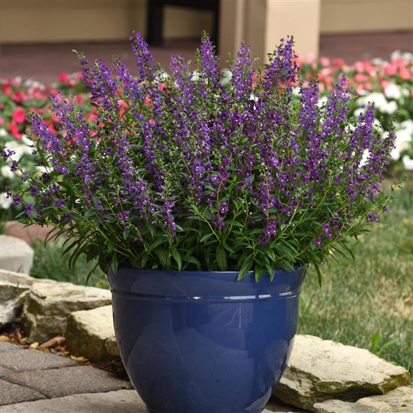 Serena® Purple Angelonia - Container