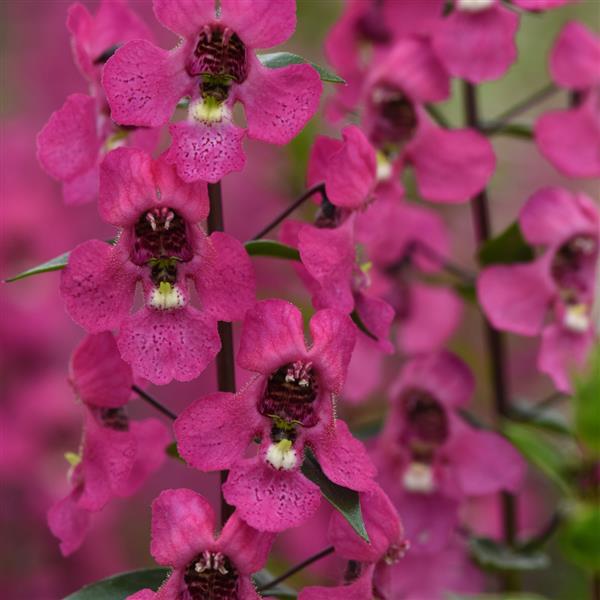 Serena® Rose Angelonia - Bloom