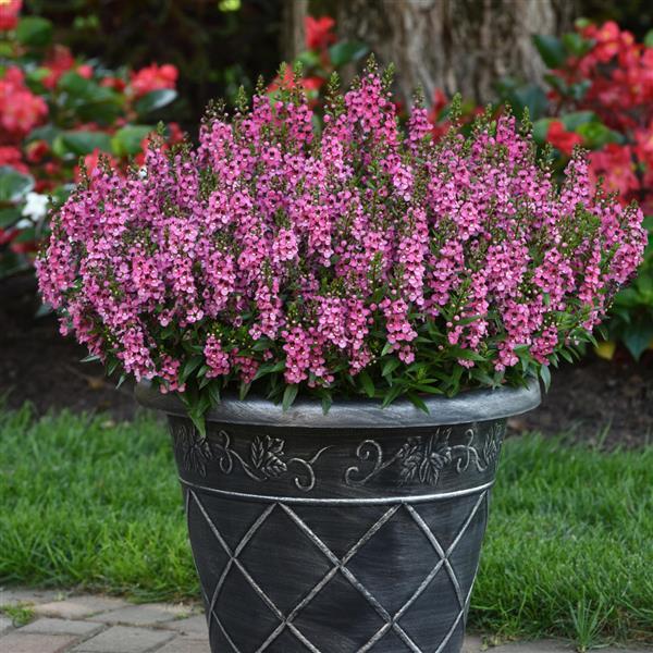 Serena® Rose Angelonia - Container