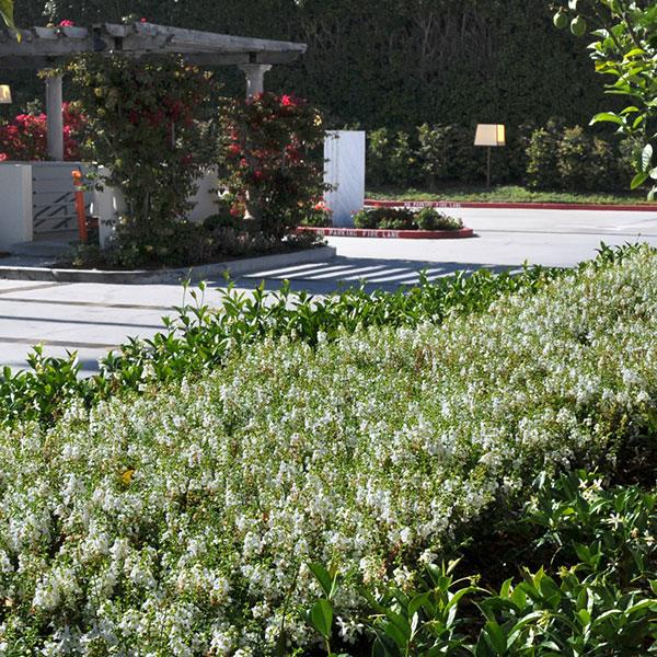 Serena® White Angelonia - Landscape