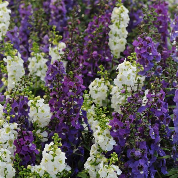 Serena® Waterfall Mixture Angelonia - Bloom