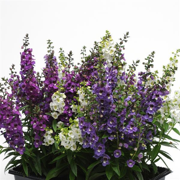 Serena® Waterfall Mixture Angelonia - Container