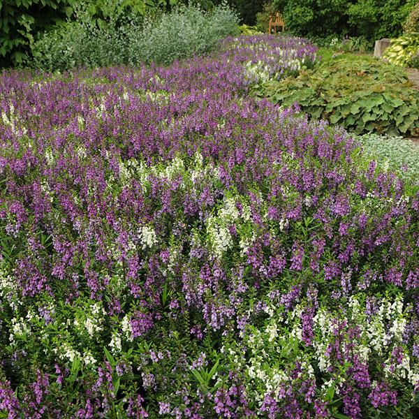 Serena® Waterfall Mixture Angelonia - Landscape