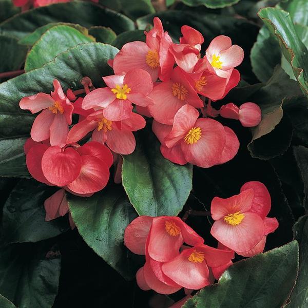 Dragon Wing® Pink Begonia - Bloom