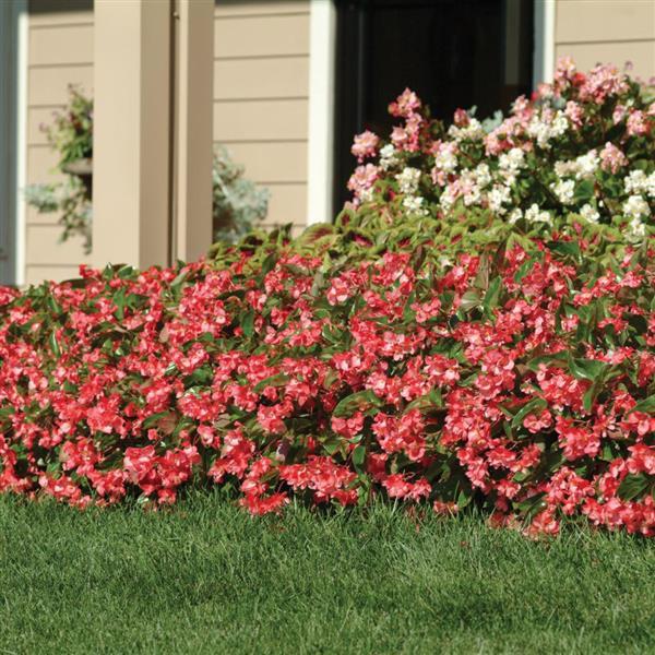 Dragon Wing® Pink Begonia - Commercial Landscape 1