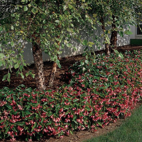 Dragon Wing® Pink Begonia - Commercial Landscape 2