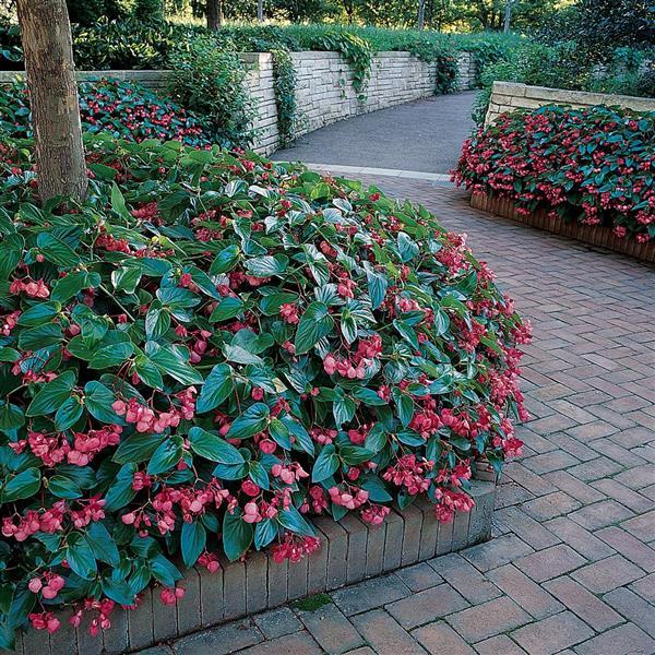 Dragon Wing® Pink Begonia - Commercial Landscape 3