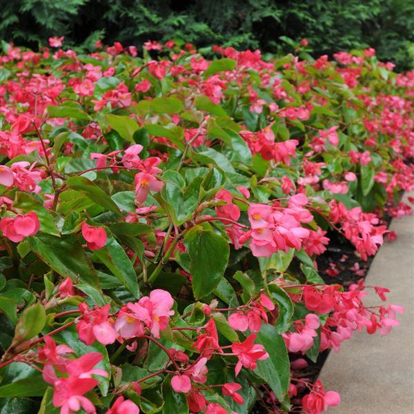 Dragon Wing® Pink Begonia - Landscape