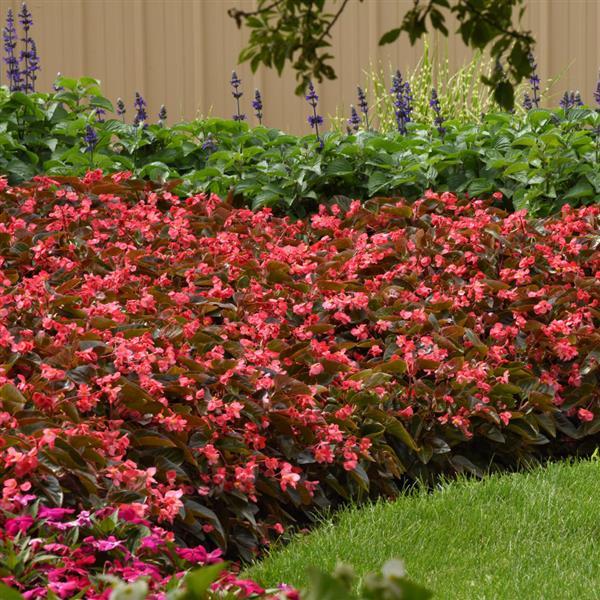 Dragon Wing® Pink Bronze Leaf Begonia - Landscape