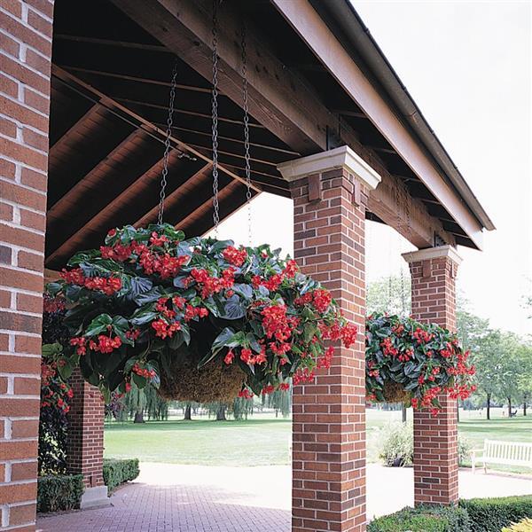 Dragon Wing® Red Begonia - Basket