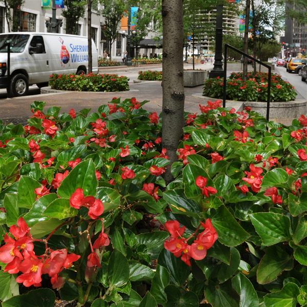 Dragon Wing® Red Begonia - Landscape