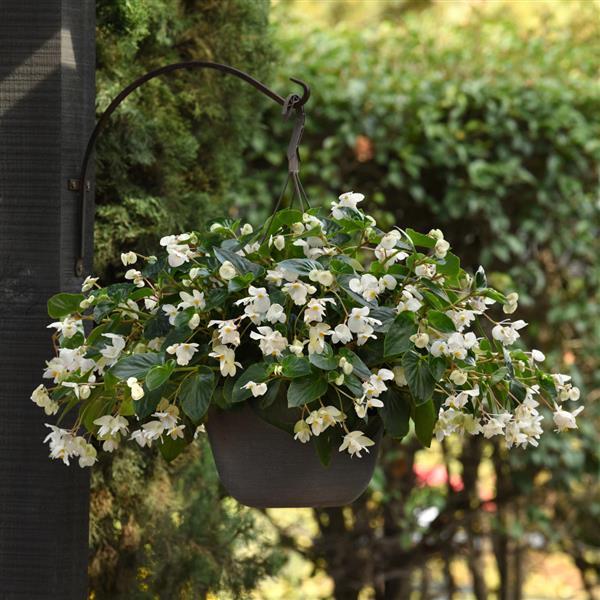 Dragon Wing® White Begonia - Basket