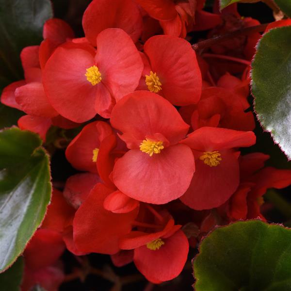 Megawatt™ Red Green Leaf Begonia - Bloom