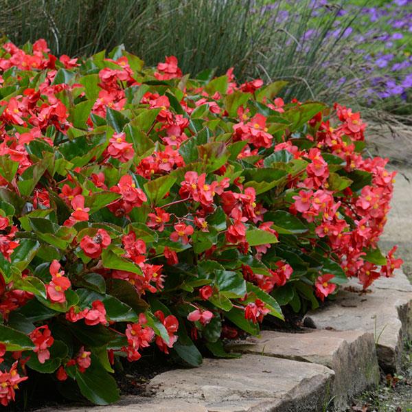 Megawatt™ Red Green Leaf Begonia - Landscape