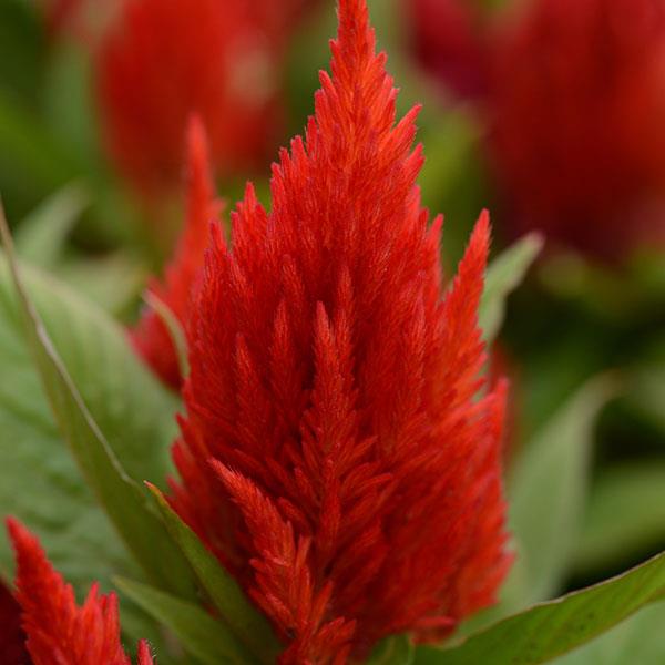 First Flame™ Scarlet Celosia - Bloom