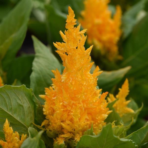 First Flame™ Yellow Celosia - Bloom