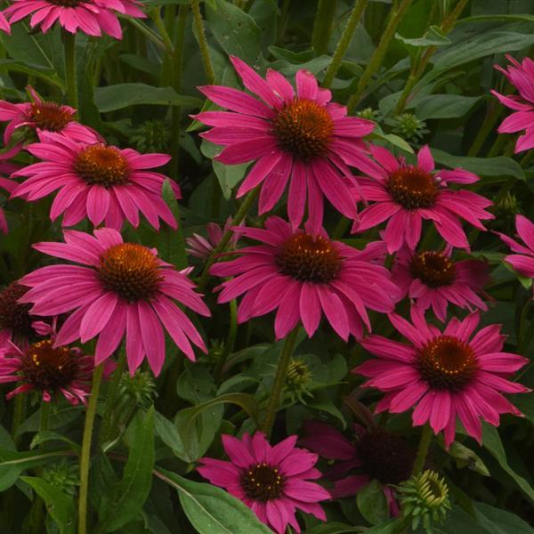 Echinacea Artisan™ Collection Brilliant Rose - Bloom