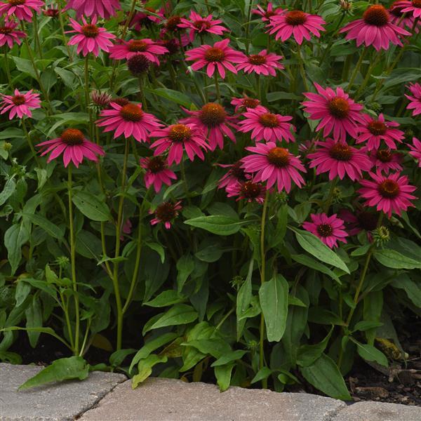 Echinacea Artisan™ Collection Brilliant Rose - Landscape