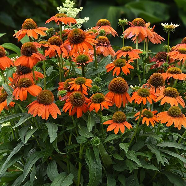 Echinacea Artisan™ Collection Soft Orange - Commercial Landscape 1