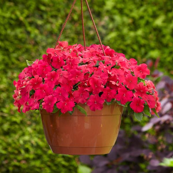 Beacon® Lipstick Impatiens - Basket