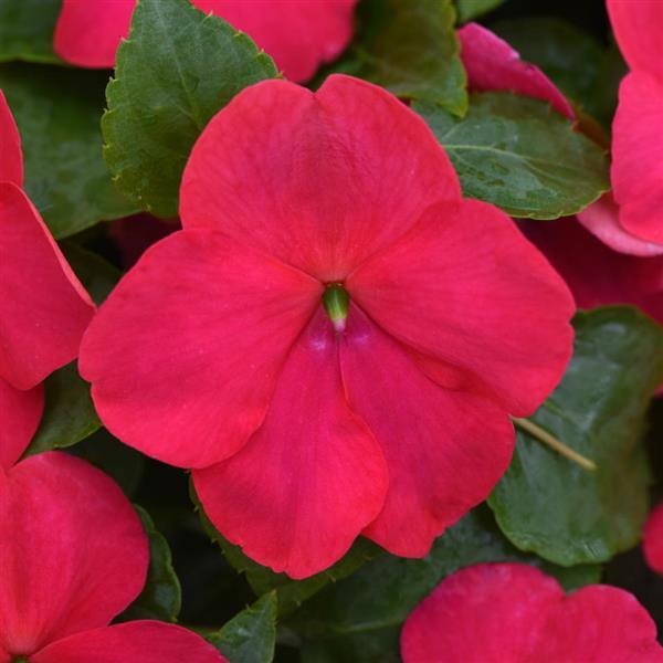 Beacon® Lipstick Impatiens - Bloom