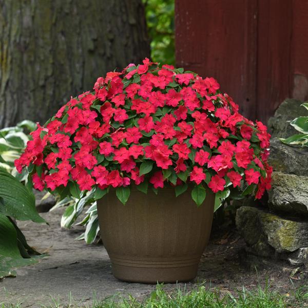 Beacon® Lipstick Impatiens - Container