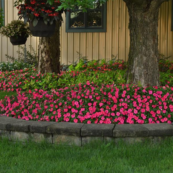 Beacon® Lipstick Impatiens - Landscape