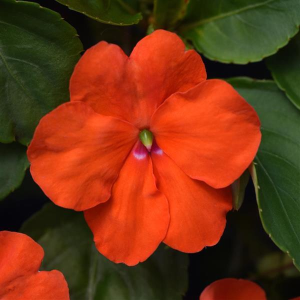 Beacon® Orange Impatiens - Bloom