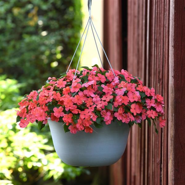 Beacon® Salmon Impatiens - Basket