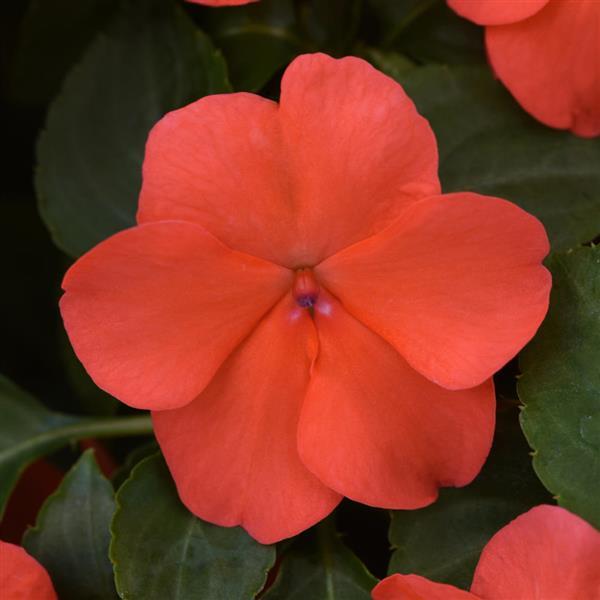 Beacon® Salmon Impatiens - Bloom