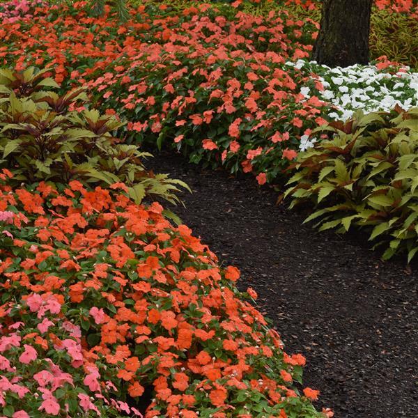 Beacon® Salmon Impatiens - Commercial Landscape 1