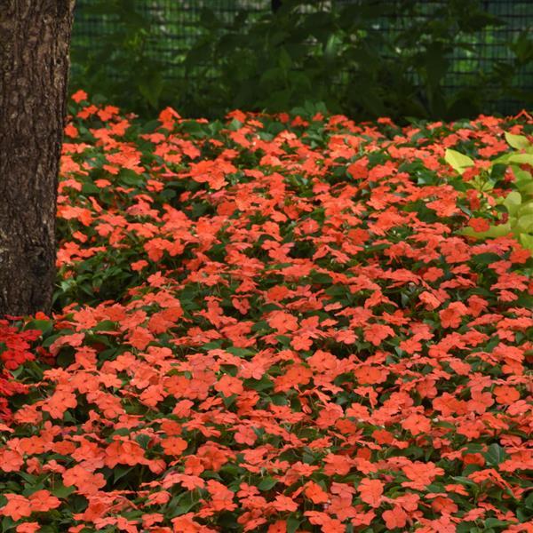 Beacon® Salmon Impatiens - Landscape