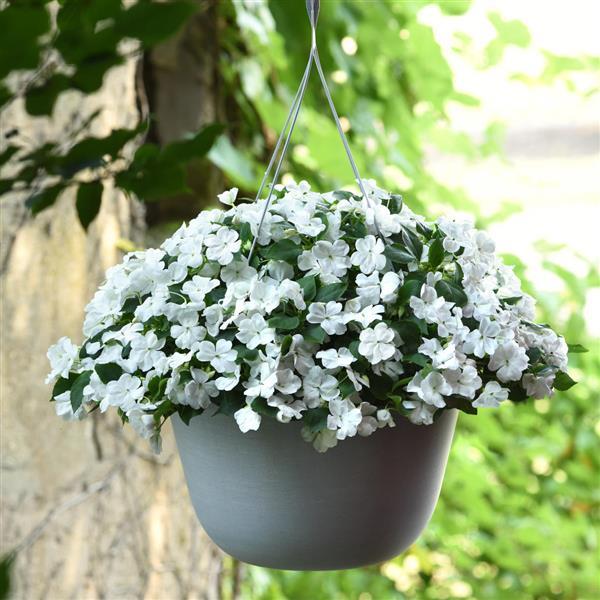 Beacon® White Impatiens - Basket