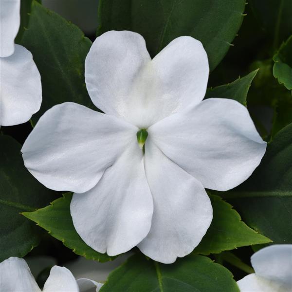 Beacon® White Impatiens - Bloom