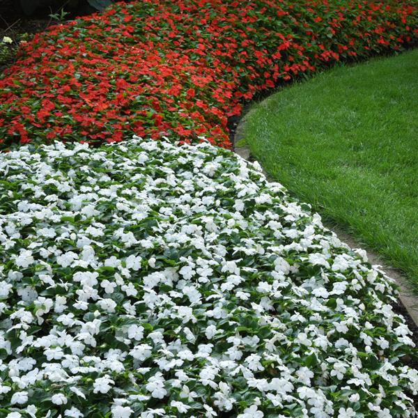 Beacon® White Impatiens - Commercial Landscape 2