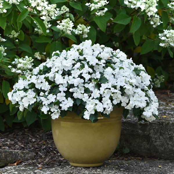 Beacon® White Impatiens - Container