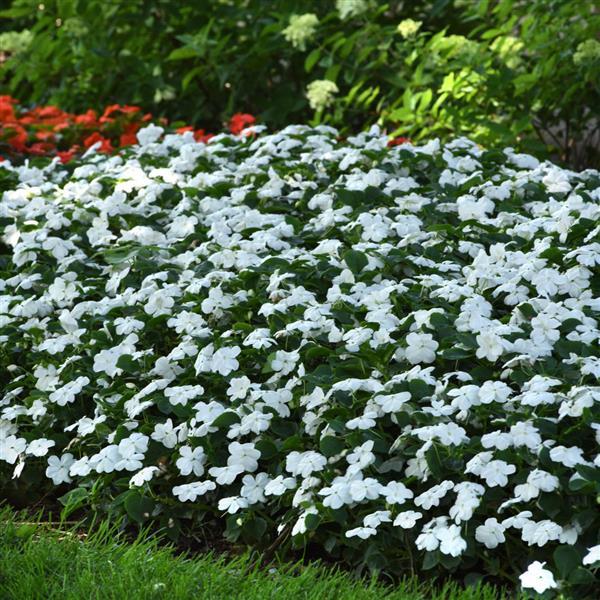 Beacon® White Impatiens - Landscape