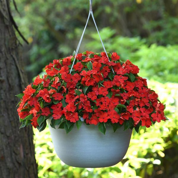 Beacon® Bright Red Impatiens - Basket