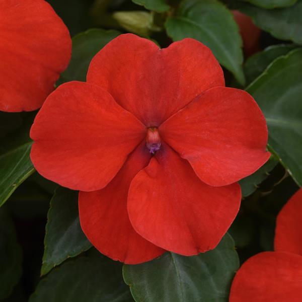 Beacon® Bright Red Impatiens - Bloom