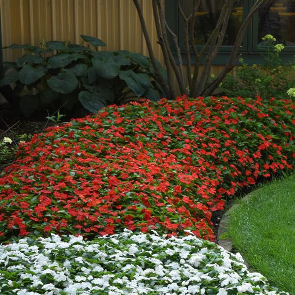 Beacon® Bright Red Impatiens - Commercial Landscape 1