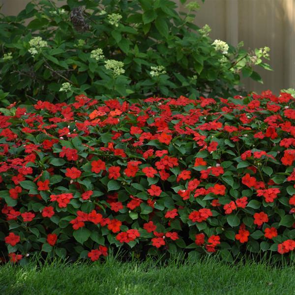 Beacon® Bright Red Impatiens - Commercial Landscape 2