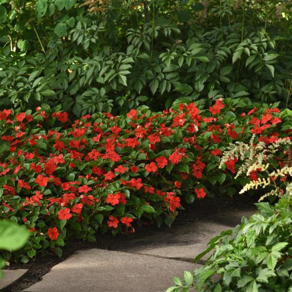 Beacon® Bright Red Impatiens - Commercial Landscape 3