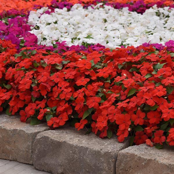 Beacon® Bright Red Impatiens - Commercial Landscape 4