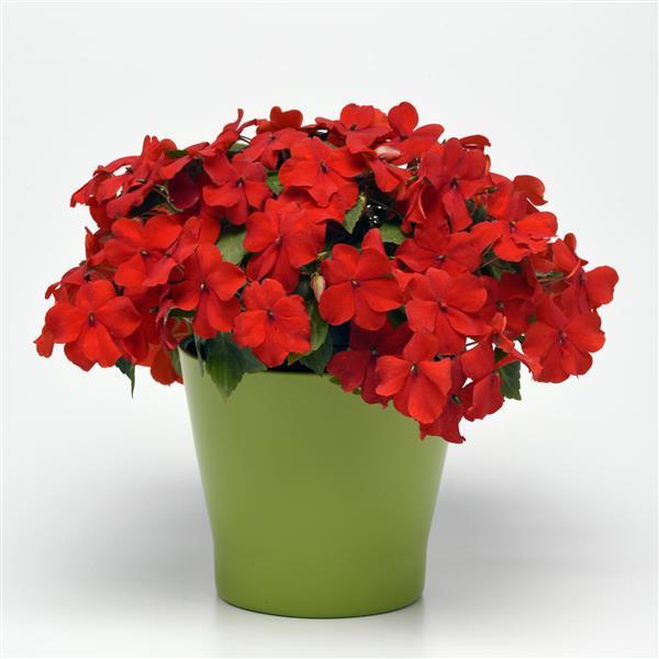 Beacon® Bright Red Impatiens - Container