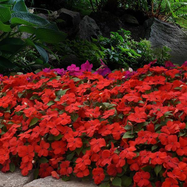 Beacon® Bright Red Impatiens - Landscape