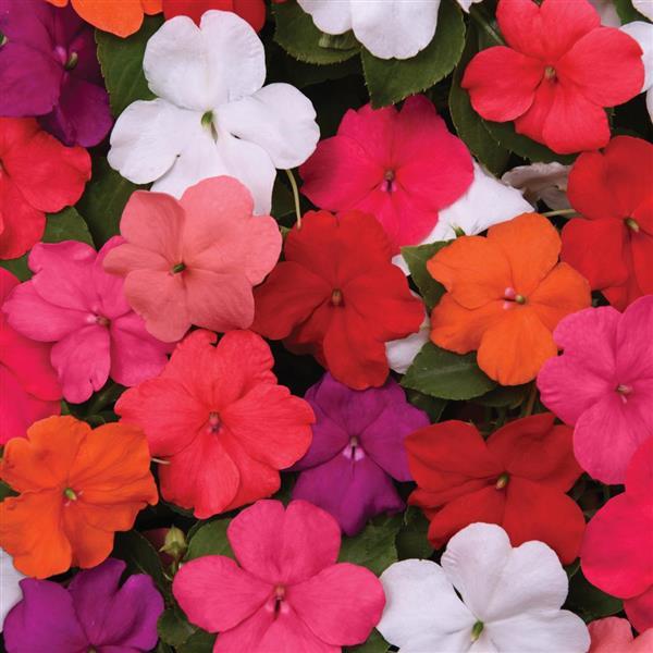 Beacon® Formula Mixture Improved Impatiens - Bloom