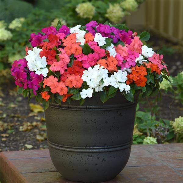 Beacon® Formula Mixture Improved Impatiens - Container