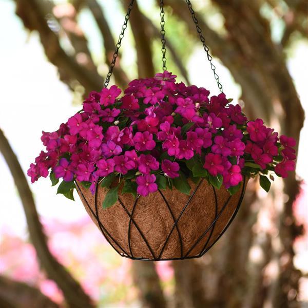 Beacon® Violet Shades Impatiens - Basket