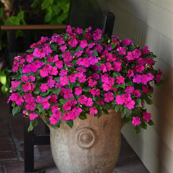 Beacon® Violet Shades Impatiens - Container